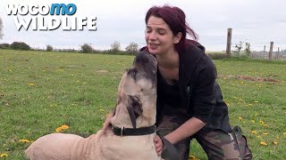 Documentaire Un refuge sauve des animaux de l’euthanasie