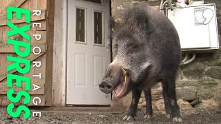 Alerte, des animaux sauvages en ville !
