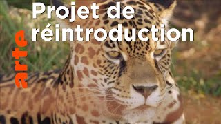 Documentaire Argentine : le retour du jaguar