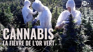 Cannabis, la fièvre de l'or vert