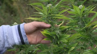 Documentaire CBD Charentais cultive du cannabis en toute légalité