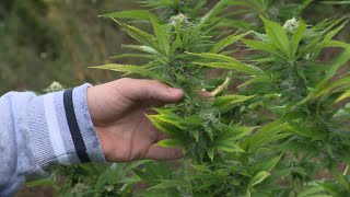 CBD Charentais cultive du cannabis en toute légalité