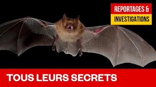 Documentaire Chauves-souris, l’animal qui fait le plus avancer la science