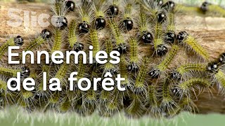 Chenille processionnaire : à la conquête de l’Europe