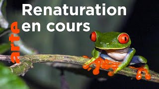 Costa Rica : au chevet de la forêt tropicale | Nature, le retour du sauvage