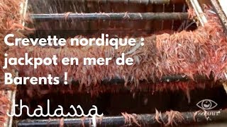 Crevette nordique : jackpot en mer de Barents !
