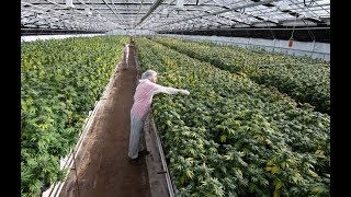 Dans les coulisses de la plus grande usine de cannabis de Suisse