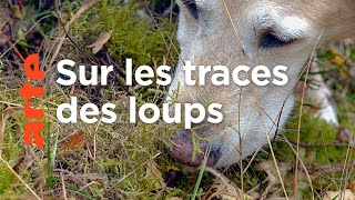 Documentaire Des chiens sur la piste des loups