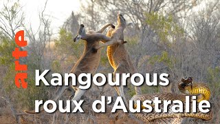 Documentaire Déserts | Au cœur de l’Australie sauvage | Episode 02