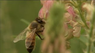 Disparition des abeilles : la fin d'un mystère
