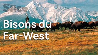 Documentaire États-Unis : rassemblement de bisons avec les cow-boys du Far-West