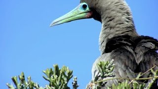 La mangrove mystérieuse d'Europa