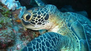 Documentaire La réunion : Algues rouges et tortues vertes