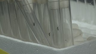 La Réunion : émergences infectieuses dans l'océan Indien