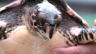 La Réunion : mégafaune marine dans l'océan Indien