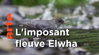 Documentaire La libération du fleuve Elwha, Etats-Unis | Le retour de la nature sauvage