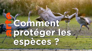 Documentaire La métamorphose de la Lusace | Nature, le retour du sauvage