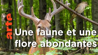 La renaissance des forêts de Nouvelle Angleterre, Etats-Unis | Le retour de la nature sauvage