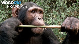 L'automédication chez les animaux