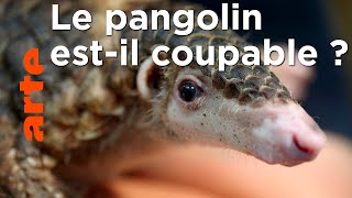 Le corona et le pangolin