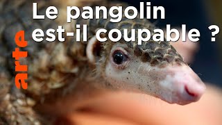 Documentaire Le corona et le pangolin