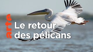 Le delta du Danube, dernier refuge des pélicans