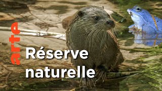 Le retour de la nature sauvage