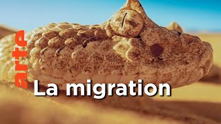 Documentaire Le temps des migrations | Une année sauvage autour de la Terre