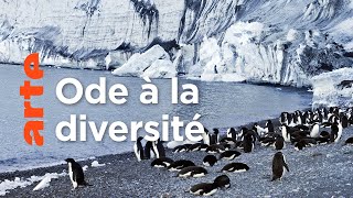 Documentaire Les métamorphoses du continent blanc