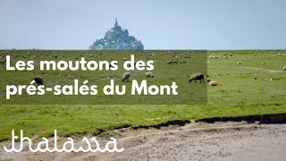 Les moutons des prés-salés du Mont