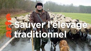 Les tribulations d'un berger transhumant