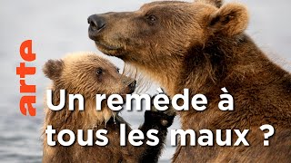 Documentaire L’incroyable résistance d’un Ours | Fort comme un ours