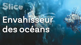 L’inquiétante invasion du poisson-lion