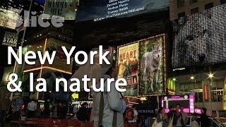 New York vs Wild : un territoire à partager