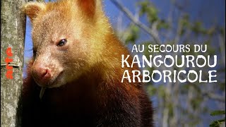 Documentaire Papouasie-Nouvelle-Guinée – Jim & Jean au secours du kangourou arboricole