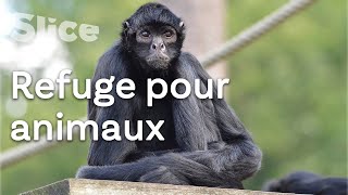 Sauver les singes-araignées du Costa-Rica