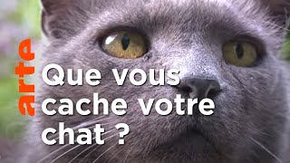 Documentaire Secrets de chats