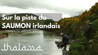 Sur la piste du saumon irlandais