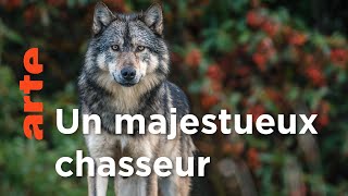 Documentaire Une relation qui dépasse les frontières | Takaya, le loup solitaire