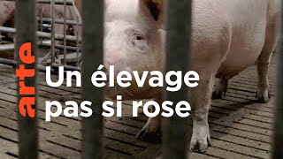 Une vie de cochon