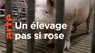 Documentaire Une vie de cochon