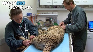 Vétérinaires - Au secours des animaux