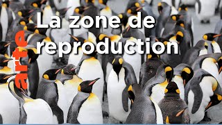 Le temps du renouveau | Une année sauvage autour de la Terre