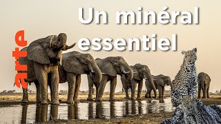 Aux portes du désert | Okavango, le fleuve-vie
