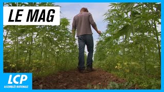 Cannabis thérapeutique : la voie de l'apaisement
