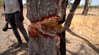 Ces arbres qui saignent