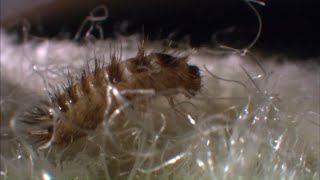 Ces petites bêtes qui peuplent nos maisons