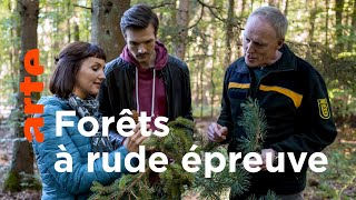 Des arbres menacés par le réchauffement climatique