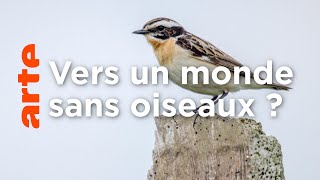 Disparition des oiseaux : une perte immense