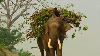 Eléphant royal du Népal : à l'ombre de Ganesh